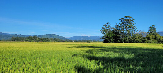 Obraz premium The beauty of lush green rice fields on a sunny day with a view of the canyons in the background.