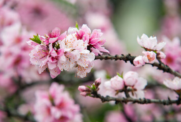 Pink peach blossom