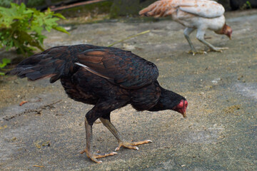 Free range chickens in traditional poultry farming 