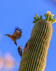 Gila woodpecker parents hustle to feed their ravenous brood. Tucson, Arizona.
