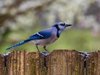 blue jay on a fence 