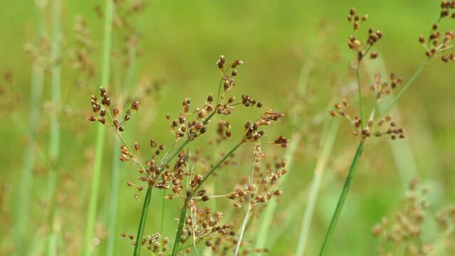 Fimbristylis miliacea (Also called the grasslike fimbry, hoorahgrass, Scirpus miliaceus). Malays use leaves for poulticing in fever
