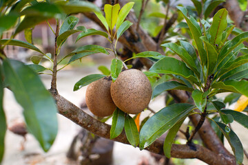 Sapodilla (sawo) fruit that looks ready to be harvested, buah sawo