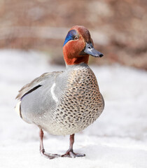 Green-winged Teal portrait, Quebec, Canada