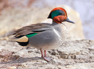 Green-winged Teal portrait, Quebec, Canada