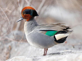 Green-winged Teal portrait, Quebec, Canada