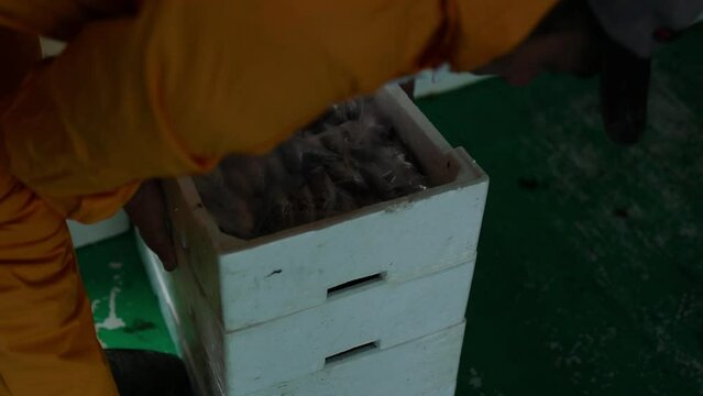 Fish monger moves and stacks crates full of fish preparing for transport