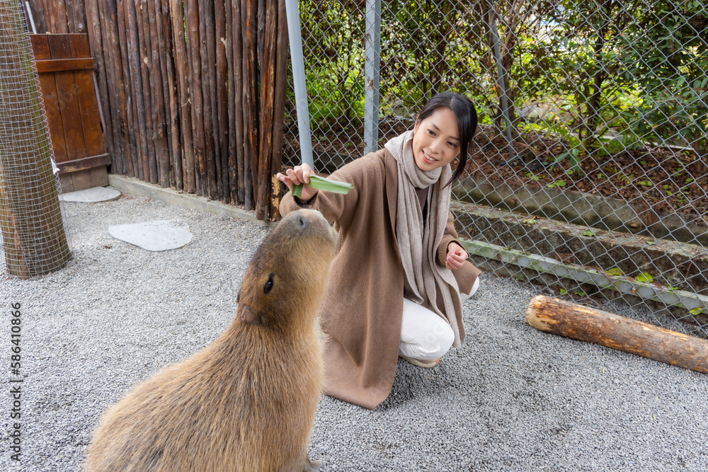 Canvas Prints Woman feed with capybara enjoying at the zoo park