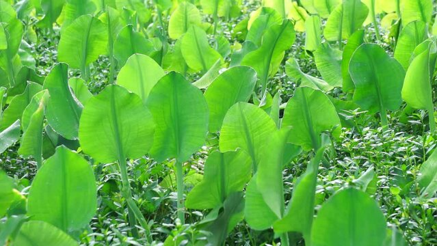 Limnocharis flava (Also known Genjer, kelayan, eceng, limnocharis, sawah-flower rush) in nature. grows generally wherever there is not very deep stagnant fresh water, in swampy areas