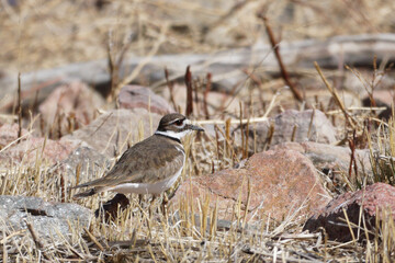 killdeer plover