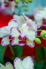 Fototapeta premium Various Phalaenopsis orchids in the flower market