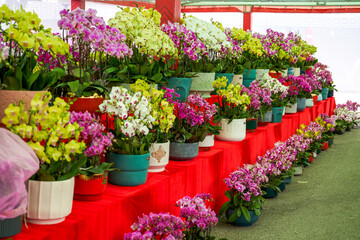 Various Phalaenopsis orchids in the flower market