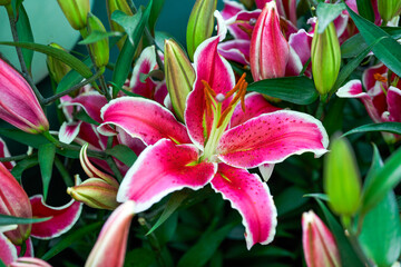 Blooming lilies at the flower market
