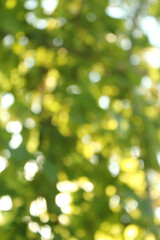 Light shining on tree leaves. Blur Abstract Background. green leaves Summer Background. Focus Bokeh...