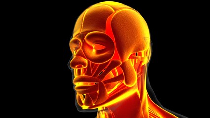 Human Muscle Anatomy For Medical Concept 3D Illustration