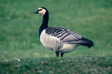 country goose standing on grass
