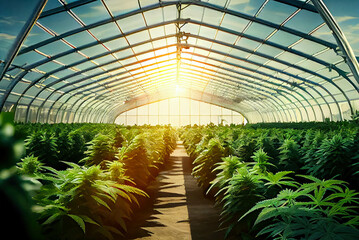 Growing cannabis Agriculture. Cannabis ruderal plants in the science lab for making medicine and herb products in landscape banner.Generative AI.