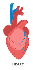 Heart organ of human body, biology and anatomy