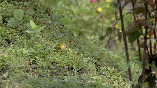 yellow bird searches for food amidst the lush greenery of a Colombian forest, its vibrant plumage adding to the beauty of the surroundings.