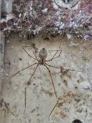 Thin Brown Spider Hunting in Messy Old Web