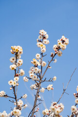 White plum blossom against the blue sky