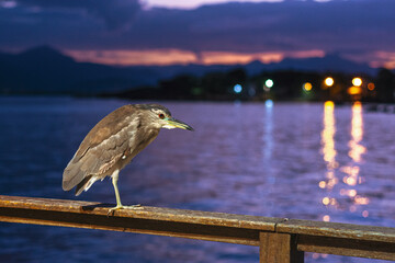 bird on the pier
