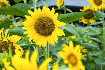 ひまわりらしい花「ダンシングサンフラワー」