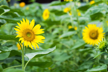 ひまわりらしい花「ダンシングサンフラワー」