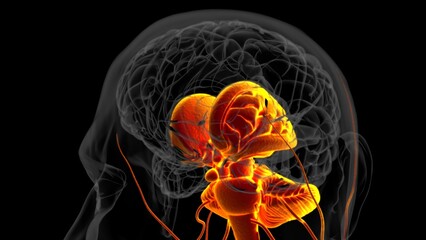 Human brain anatomy for medical concept 3D rendering