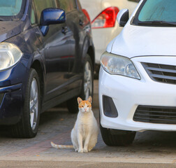 Blonde stray / feral cat sitting on a parking lot in Dubai (UAE).