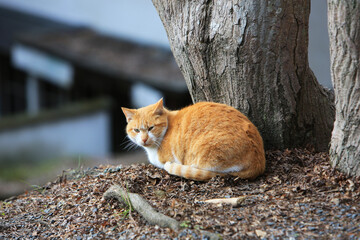 Blonde stray / feral cat in a park in Kyoto, Japan.