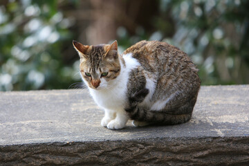 Naklejka na ściany i meble Grey stray / feral cat in a park in Kyoto, Japan.
