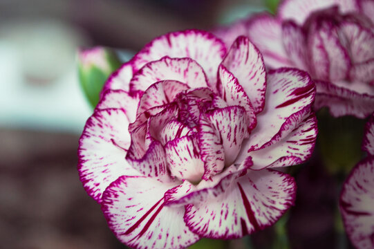 Macro photo of flower