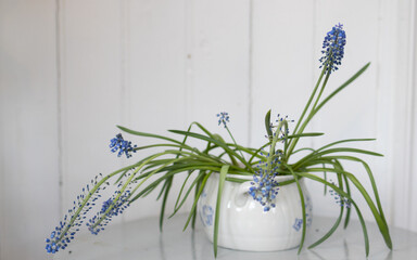 Blue pearl hyacinths in a pot, in the background is white pearl pontoon