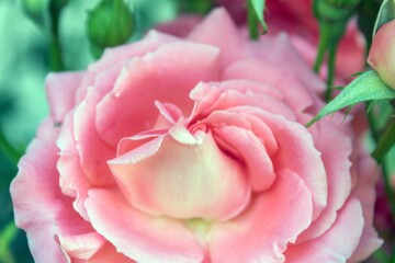 A close-up of a tender pink rose flower.
