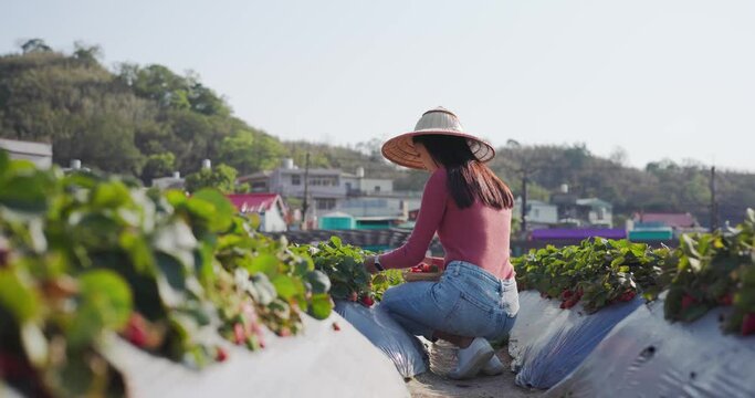 Tourist woman pick strawberry in field
