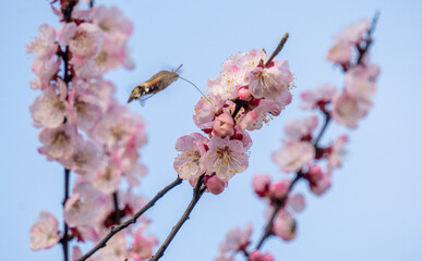 Hummingbirds collect pollen in plum bushes