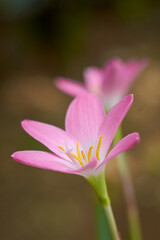 close-up of rain lilies or zephyr lilies, also known as cuban zephyr lilies or rose fairy lilies which bloom only after heavy rain, small tropical and ornamental pink flower in garden, selective focus