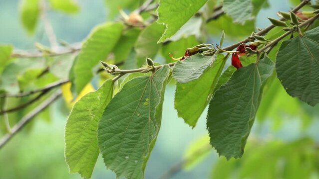 Helicteres isora (Also called the Indian screw tree,  Idampiri valampiri, kayu ules, S̄amunpra pai ka bid, Modi modika, ulet ulet). Fruit and root are used in traditional medicine systems of Asia