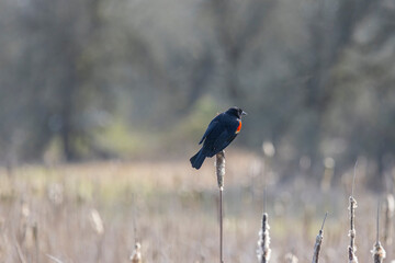 Perched Red Winged Blackbird in the Marsh