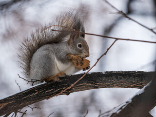Fototapeta premium The squirrel with nut sits on tree in the winter or late autumn