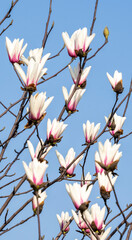 The trees are covered with white magnolia flowers