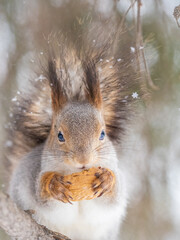 The squirrel with nut sits on tree in the winter or late autumn