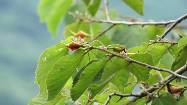 Helicteres isora (Also called the Indian screw tree,  Idampiri valampiri, kayu ules, S̄amunpra pai ka bid, Modi modika, ulet ulet). Fruit and root are used in traditional medicine systems of Asia