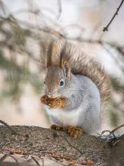 The squirrel with nut sits on tree in the winter or late autumn
