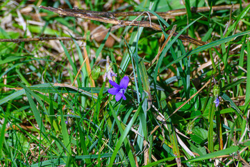 a small wild purple flower lost in the green grass of early spring