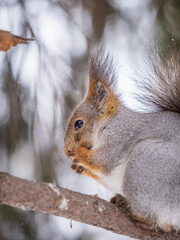 The squirrel with nut sits on tree in the winter or late autumn