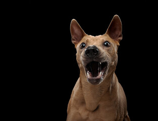 funny dog on a black background. Thai ridgeback with open mouth in studio