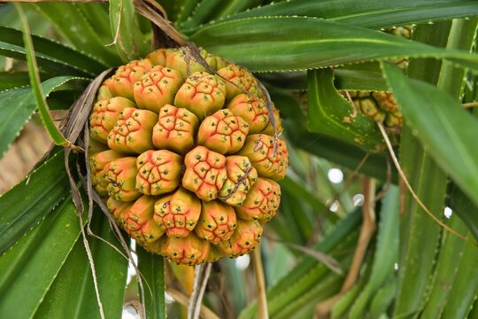 Close-up of a screwpine on Pamilacan Island in the Philippines surrounded by green palm leaves.