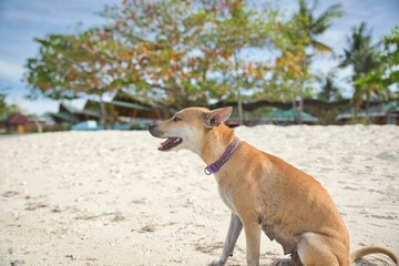 A beige dog on a beach of Pamilacan Island in the Philippines, white sand and trees in the background.